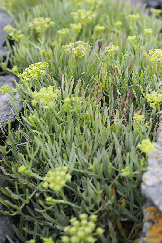 摇滚海篷子(Crithmum maritimum)